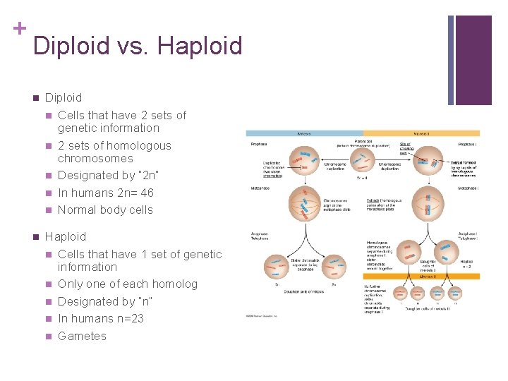 + Diploid vs. Haploid n Diploid n Cells that have 2 sets of genetic