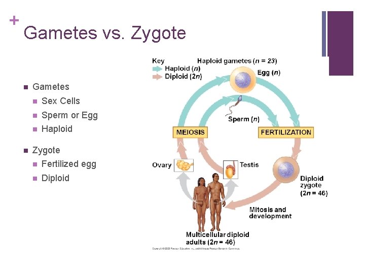 + Gametes vs. Zygote n n Gametes n Sex Cells n Sperm or Egg
