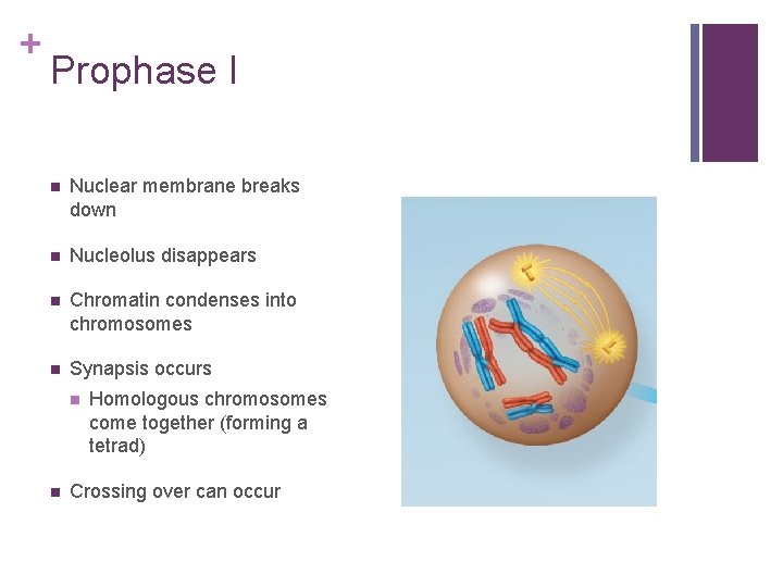 + Prophase I n Nuclear membrane breaks down n Nucleolus disappears n Chromatin condenses