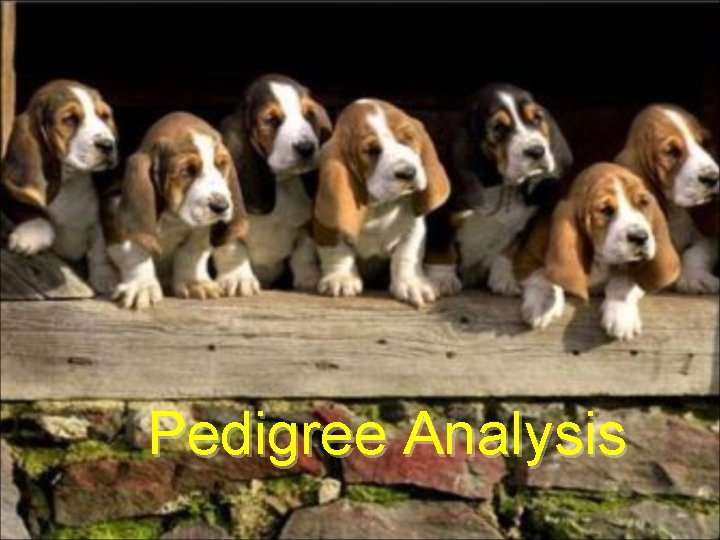 Pedigree Analysis 