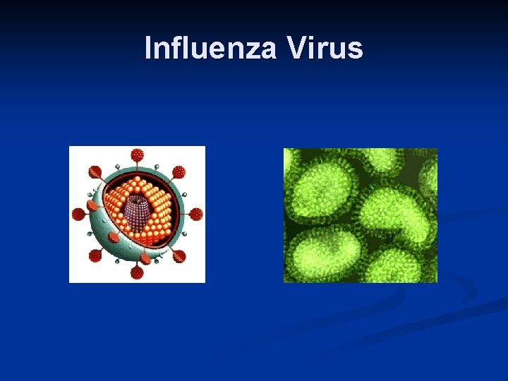 Influenza Virus 