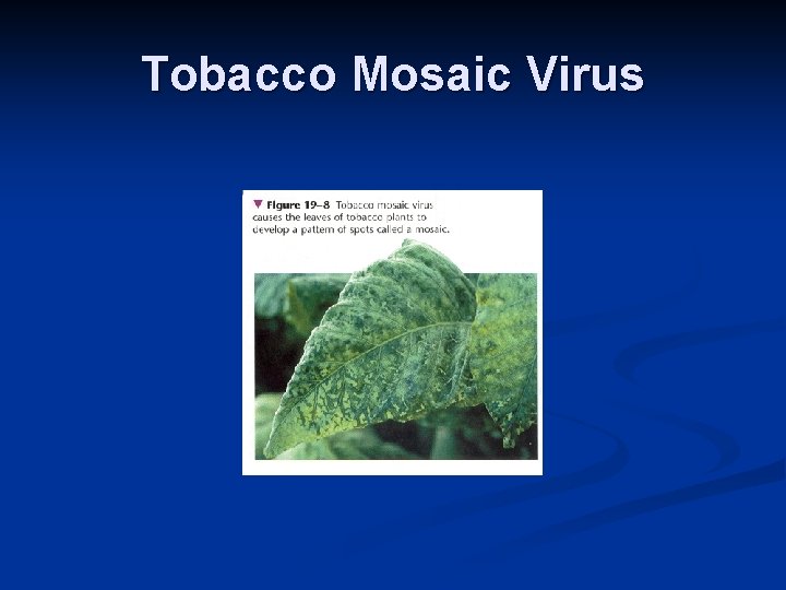 Tobacco Mosaic Virus 