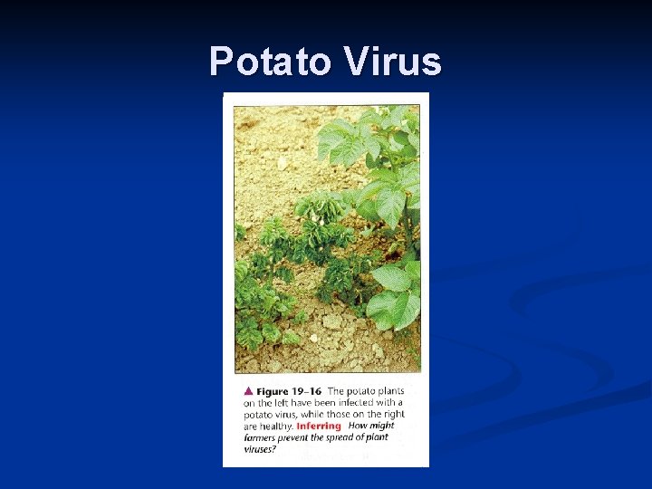 Potato Virus 