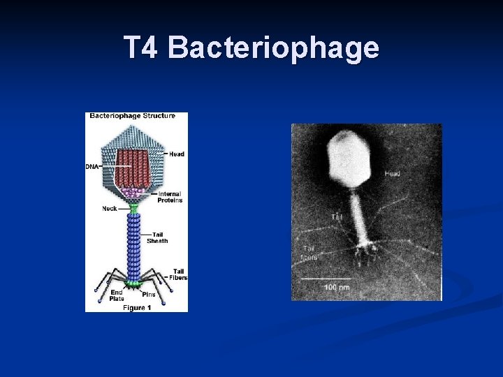 T 4 Bacteriophage 