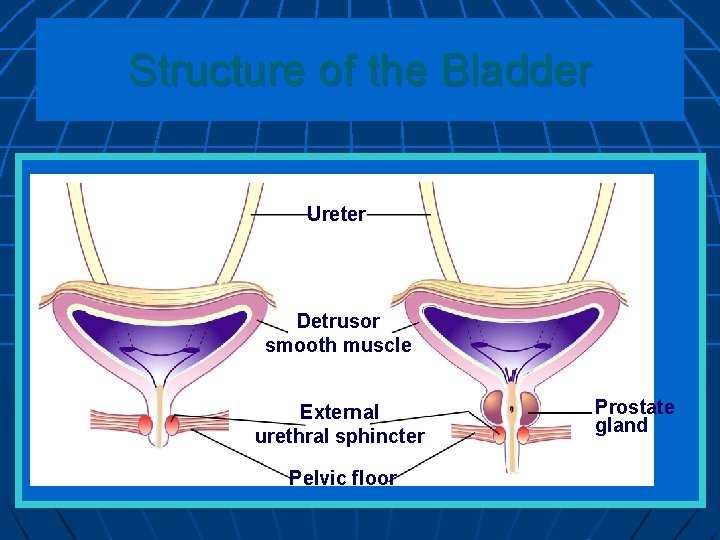 Structure of the Bladder Ureter Detrusor smooth muscle External urethral sphincter Pelvic floor Prostate