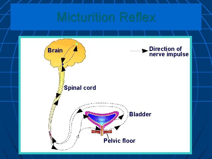 Micturition Reflex Direction of nerve impulse Brain Spinal cord Bladder Pelvic floor 