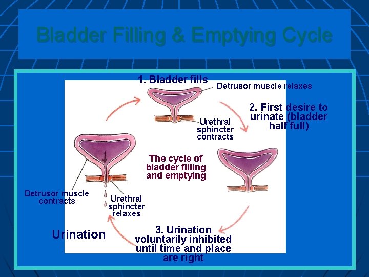 Bladder Filling & Emptying Cycle 1. Bladder fills Detrusor muscle relaxes Urethral sphincter contracts