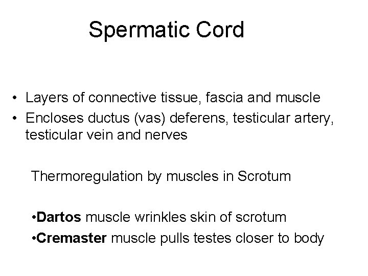 Spermatic Cord • Layers of connective tissue, fascia and muscle • Encloses ductus (vas)