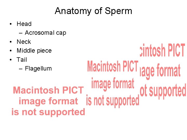 Anatomy of Sperm • Head – Acrosomal cap • Neck • Middle piece •