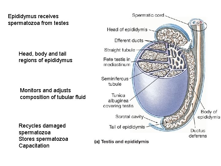 Epididymus receives spermatozoa from testes Head, body and tail regions of epididymus Monitors and