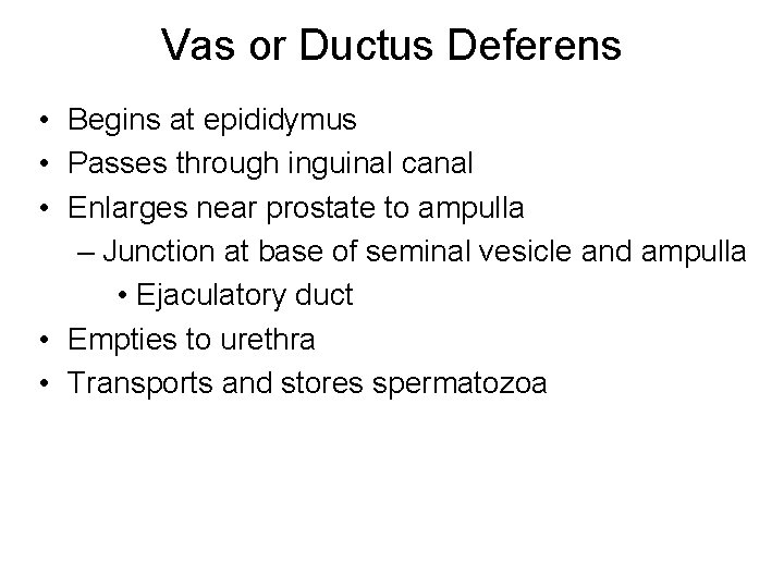 Vas or Ductus Deferens • Begins at epididymus • Passes through inguinal canal •