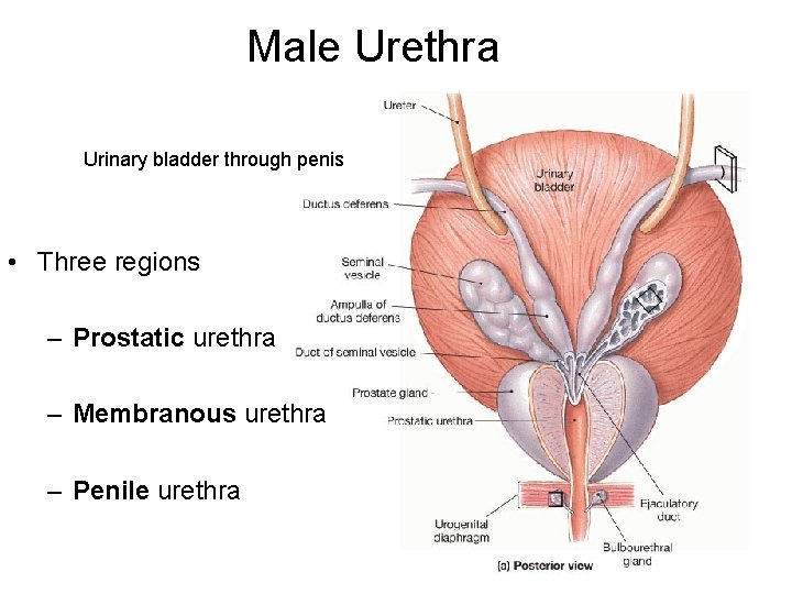 Male Urethra Urinary bladder through penis • Three regions – Prostatic urethra – Membranous
