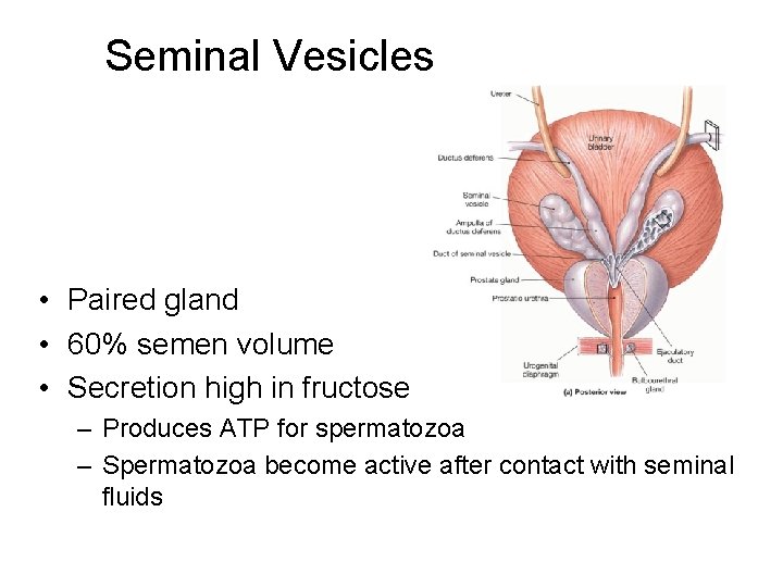 Seminal Vesicles • Paired gland • 60% semen volume • Secretion high in fructose