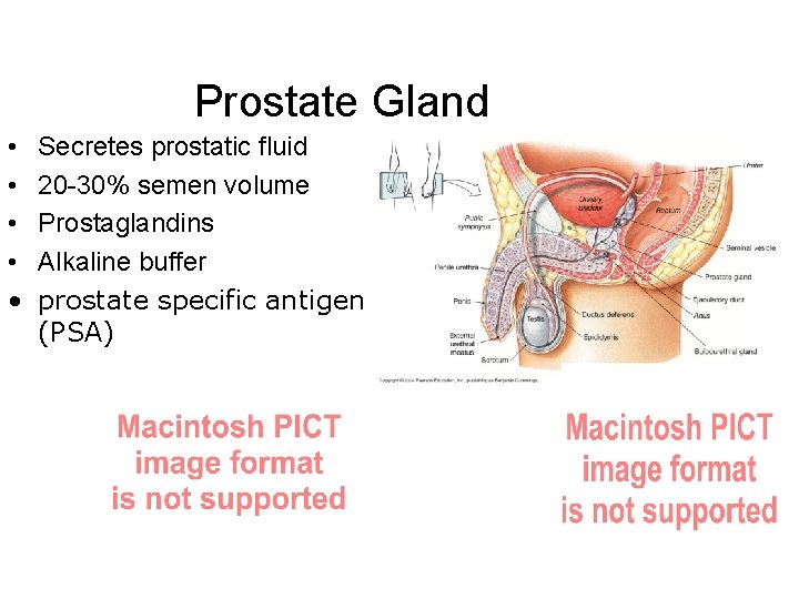 Prostate Gland • • • Secretes prostatic fluid 20 -30% semen volume Prostaglandins Alkaline