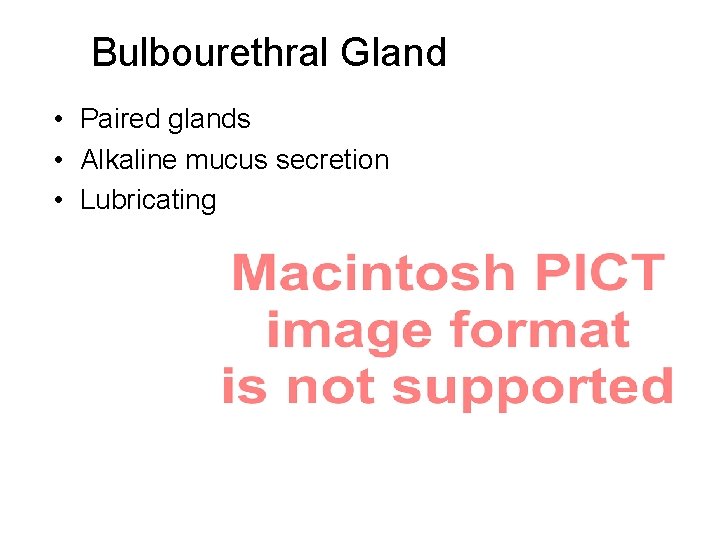 Bulbourethral Gland • Paired glands • Alkaline mucus secretion • Lubricating properties 