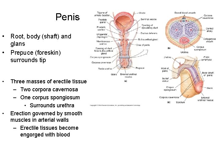 Penis • Root, body (shaft) and glans • Prepuce (foreskin) surrounds tip • •