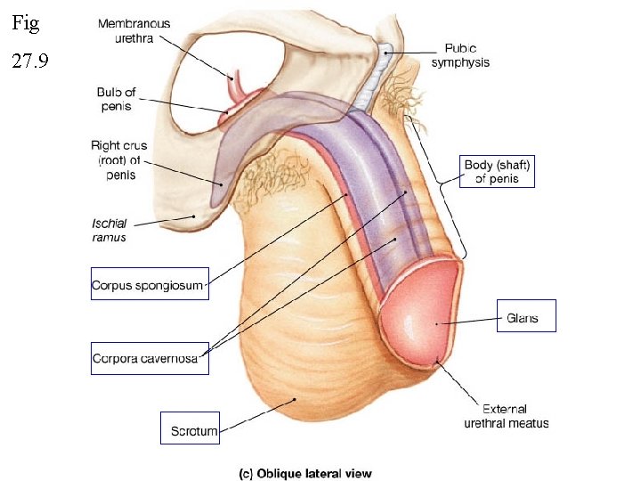 Fig 27. 9 