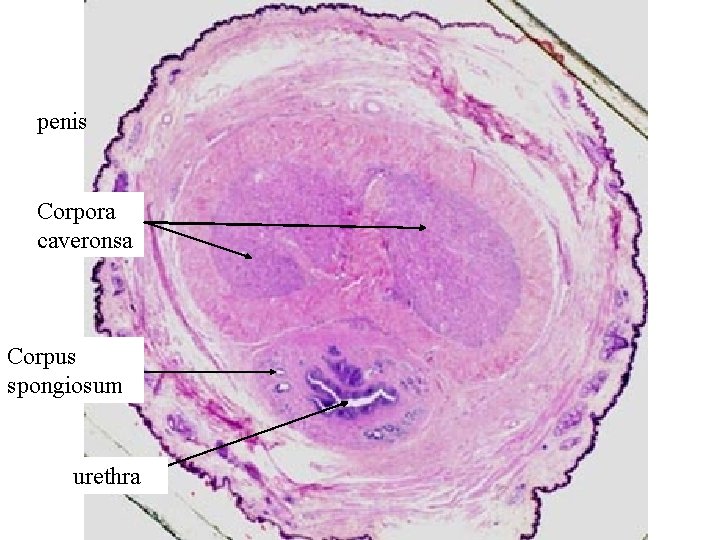 penis Corpora caveronsa Corpus spongiosum urethra 