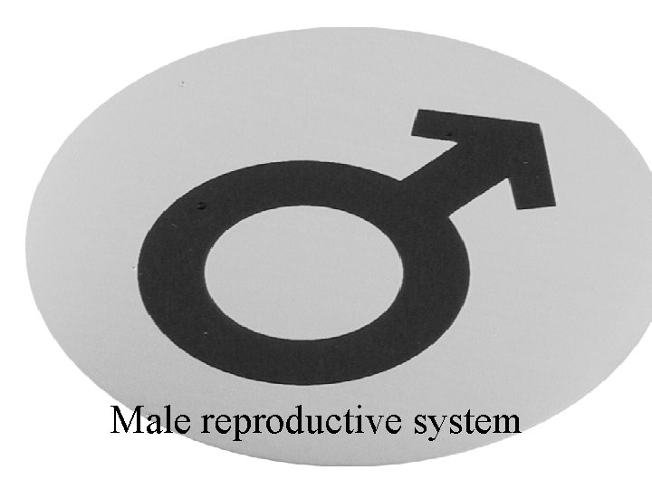 Fig 27. 1 The scrotum is a pouch of skin Inside the scrotum there
