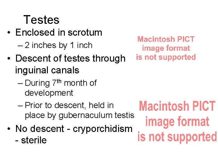 Testes • Enclosed in scrotum – 2 inches by 1 inch • Descent of