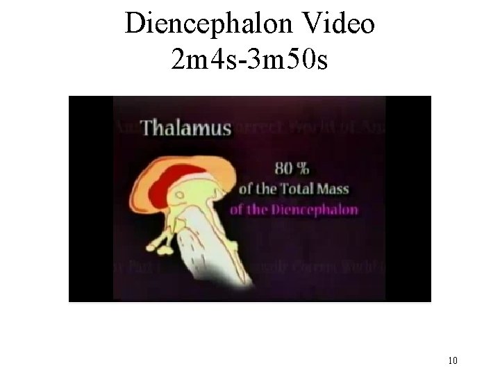 Diencephalon Video 2 m 4 s-3 m 50 s 10 