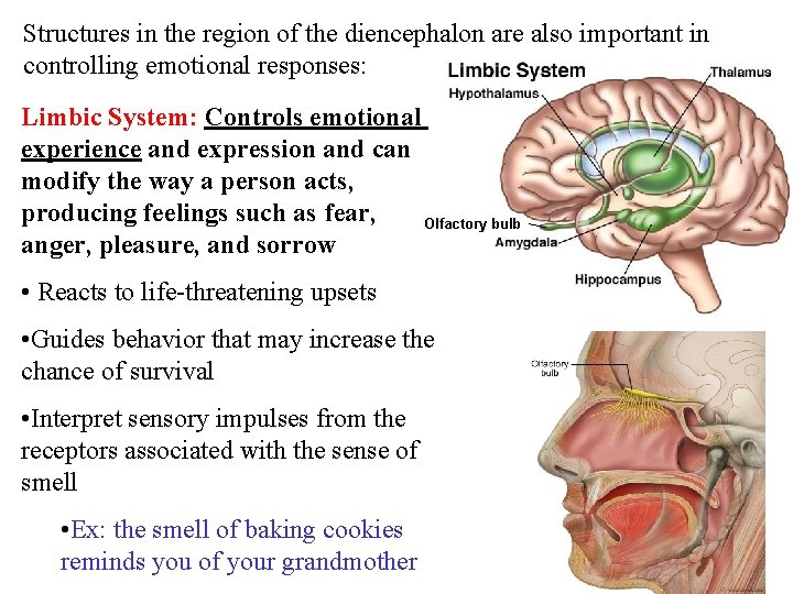Structures in the region of the diencephalon are also important in controlling emotional responses: