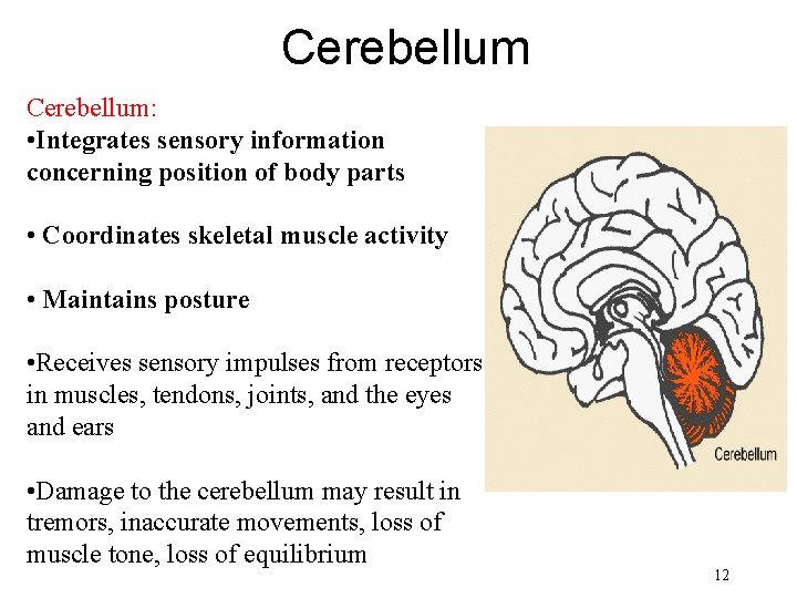 Cerebellum: • Integrates sensory information concerning position of body parts • Coordinates skeletal muscle