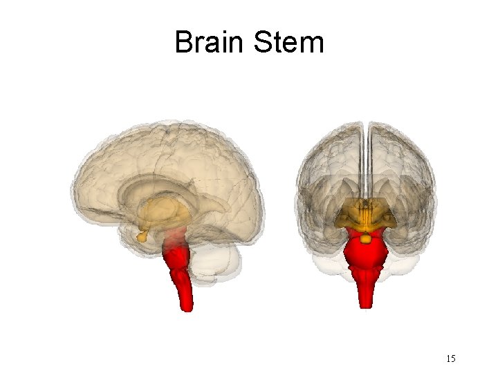 Brain Stem 15 