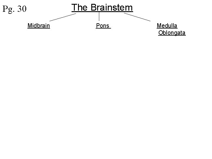 The Brainstem Pg. 30 Midbrain Pons Medulla Oblongata 