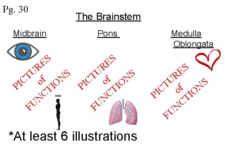 Pg. 30 Midbrain S E R U S T f C o ION I