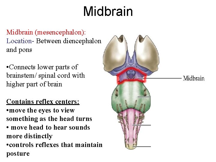 Midbrain (mesencephalon): Location- Between diencephalon and pons • Connects lower parts of brainstem/ spinal
