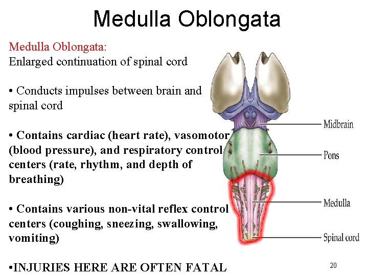 Medulla Oblongata: Enlarged continuation of spinal cord • Conducts impulses between brain and spinal