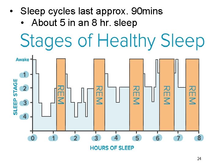  • Sleep cycles last approx. 90 mins • About 5 in an 8