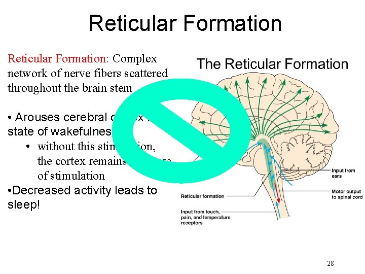 Reticular Formation: Complex network of nerve fibers scattered throughout the brain stem • Arouses