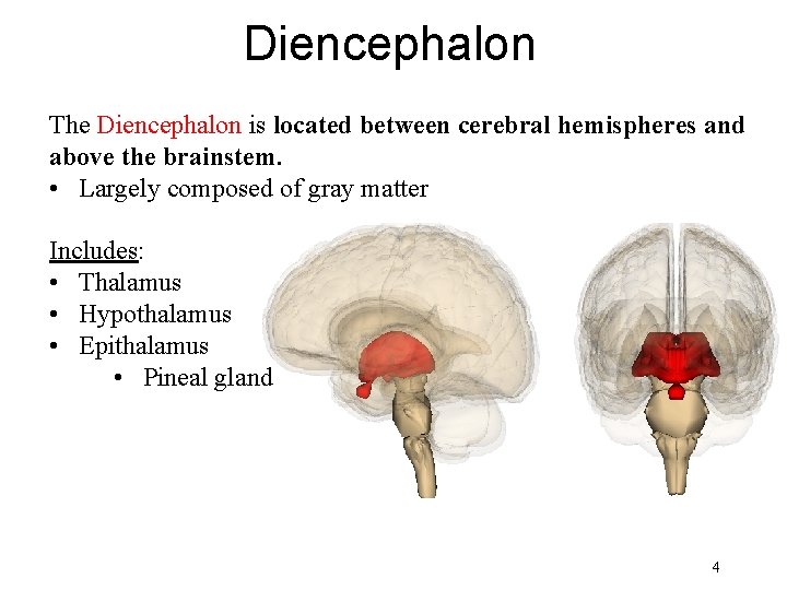 Diencephalon The Diencephalon is located between cerebral hemispheres and above the brainstem. • Largely