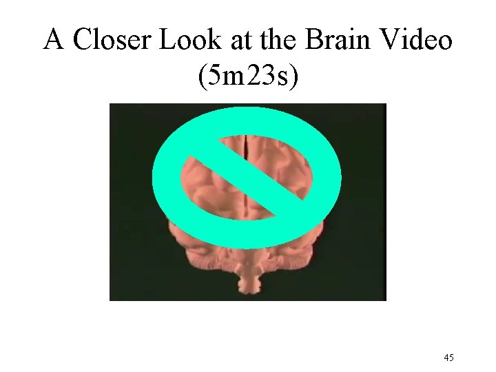 A Closer Look at the Brain Video (5 m 23 s) 45 