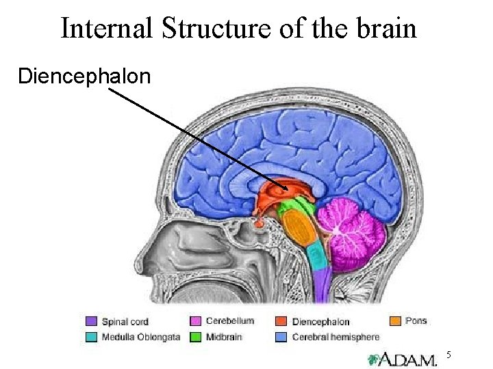 Internal Structure of the brain Diencephalon 5 