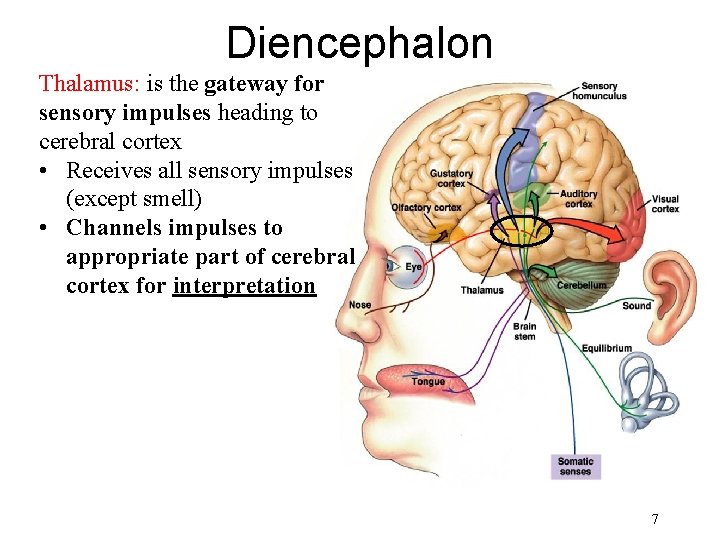 Diencephalon Thalamus: is the gateway for sensory impulses heading to cerebral cortex • Receives