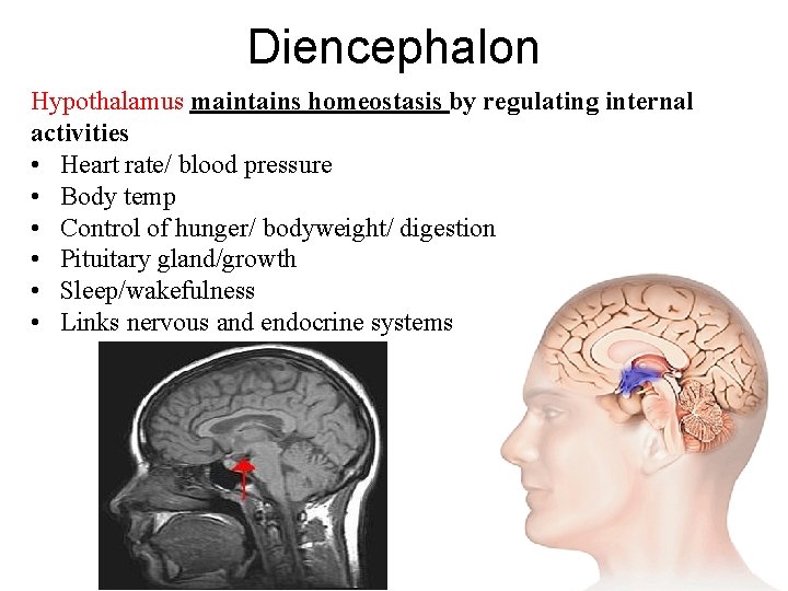Diencephalon Hypothalamus maintains homeostasis by regulating internal activities • Heart rate/ blood pressure •