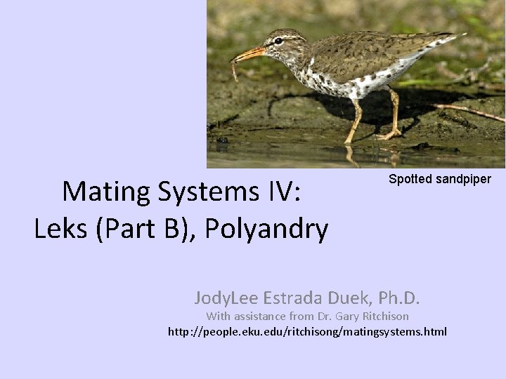 Mating Systems IV: Leks (Part B), Polyandry Spotted sandpiper Jody. Lee Estrada Duek, Ph.