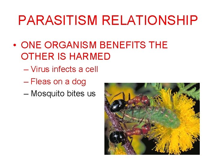 PARASITISM RELATIONSHIP • ONE ORGANISM BENEFITS THE OTHER IS HARMED – Virus infects a