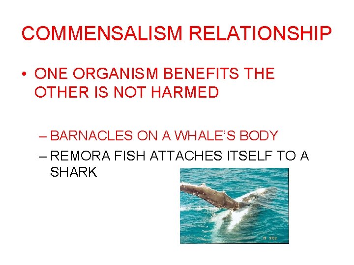 COMMENSALISM RELATIONSHIP • ONE ORGANISM BENEFITS THE OTHER IS NOT HARMED – BARNACLES ON