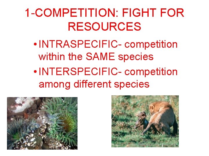 1 -COMPETITION: FIGHT FOR RESOURCES • INTRASPECIFIC- competition within the SAME species • INTERSPECIFIC-