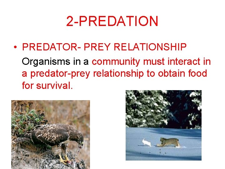 2 -PREDATION • PREDATOR- PREY RELATIONSHIP Organisms in a community must interact in a