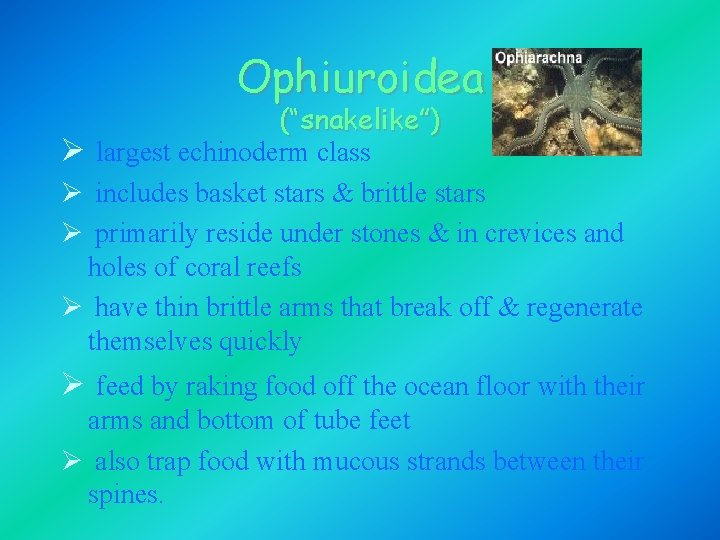 Ophiuroidea (“snakelike”) Ø largest echinoderm class Ø includes basket stars & brittle stars Ø Ophiuroidea (“snakelike”) Ø largest echinoderm class Ø includes basket stars & brittle stars Ø