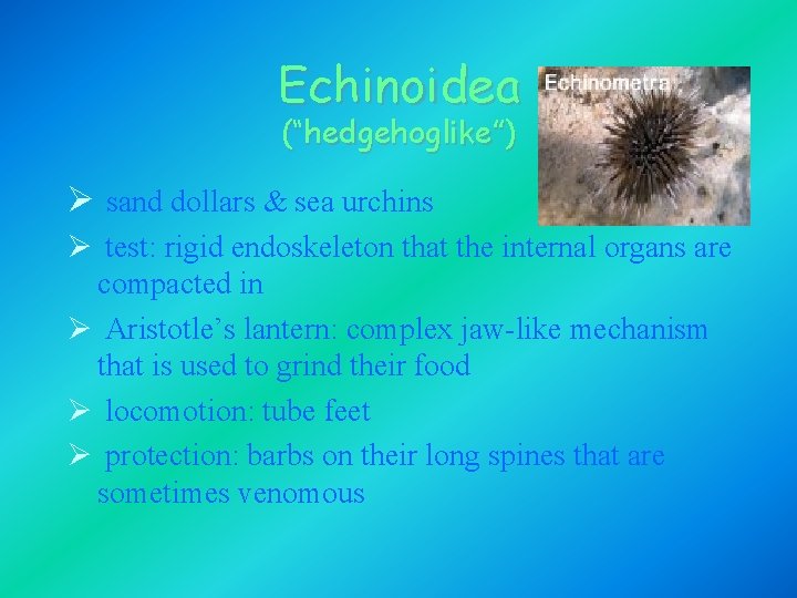 Echinoidea (“hedgehoglike”) Ø sand dollars & sea urchins Ø test: rigid endoskeleton that the Echinoidea (“hedgehoglike”) Ø sand dollars & sea urchins Ø test: rigid endoskeleton that the