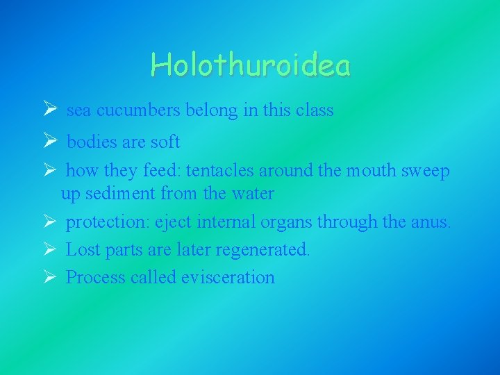 Holothuroidea Ø sea cucumbers belong in this class Ø bodies are soft Ø how Holothuroidea Ø sea cucumbers belong in this class Ø bodies are soft Ø how
