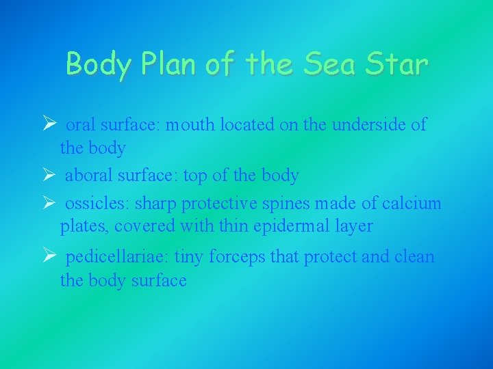 Body Plan of the Sea Star Ø oral surface: mouth located on the underside Body Plan of the Sea Star Ø oral surface: mouth located on the underside