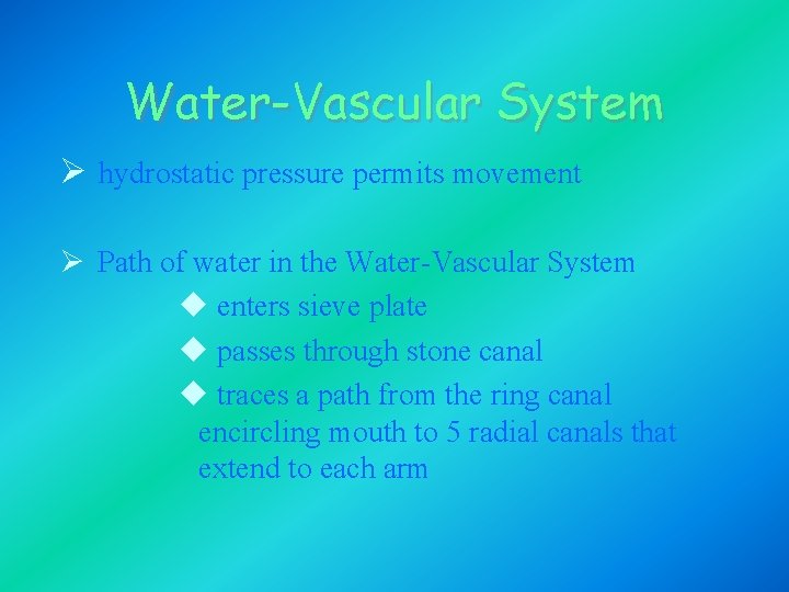 Water-Vascular System Ø hydrostatic pressure permits movement Ø Path of water in the Water-Vascular Water-Vascular System Ø hydrostatic pressure permits movement Ø Path of water in the Water-Vascular