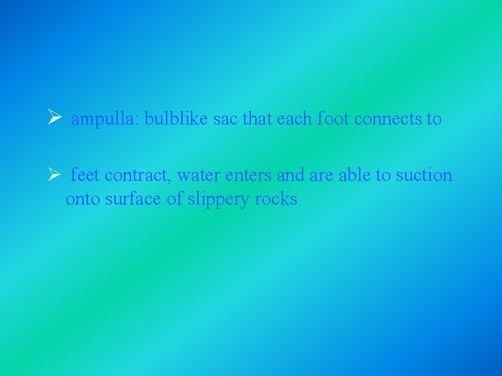 Ø ampulla: bulblike sac that each foot connects to Ø feet contract, water enters Ø ampulla: bulblike sac that each foot connects to Ø feet contract, water enters
